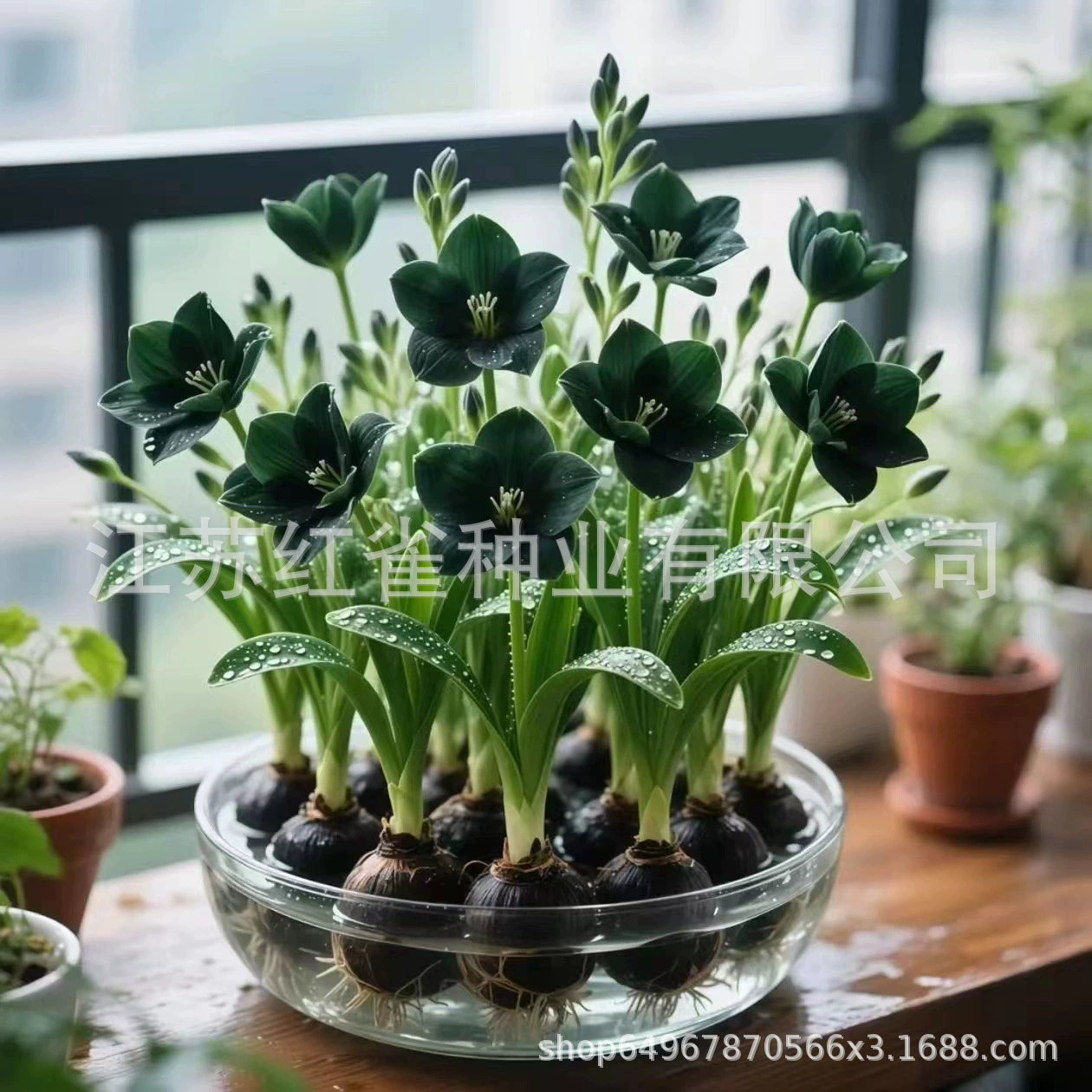 [Тип сильного аромата] Гидропонные орхидеи в горшках легко выращивать в помещении и на улице, их можно сажать в любое время года. Холодостойкие цветы и цветы для культивирования горячей воды.