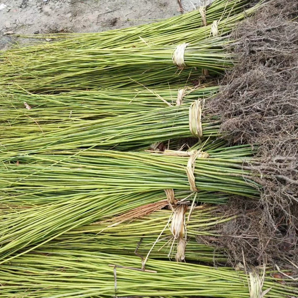 Саженцы кипариса, семена кипариса, 8cm кипарис, 0.8cm кипарис, 1cm кипарис, 0.4cm палочек кипариса