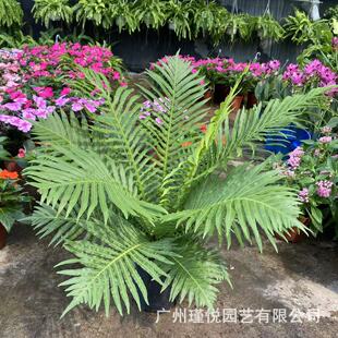 Rich Fern Potted Fern Wholesale Persian Fern Indoor Engineering Landscaping Greening Plant Wall Bird's Nest Fern Kidney Fern