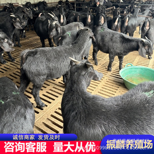 Ŭ�ȁ���ɽ��һ���L���ٽ� ���к�ɽ���Bֳ�� ʲôƷ�N�����