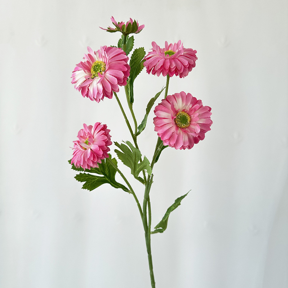 라이트 로즈 레드