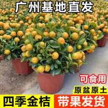 ļۘԎ͏dֲؔ辰҃͟ỨܾGֲӘ