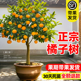 �������Ә����ɳ�ǽ۴�Ƥ��ۘ����Ԑ���38̖�ļ���Ҋ�ҰҸ̹���