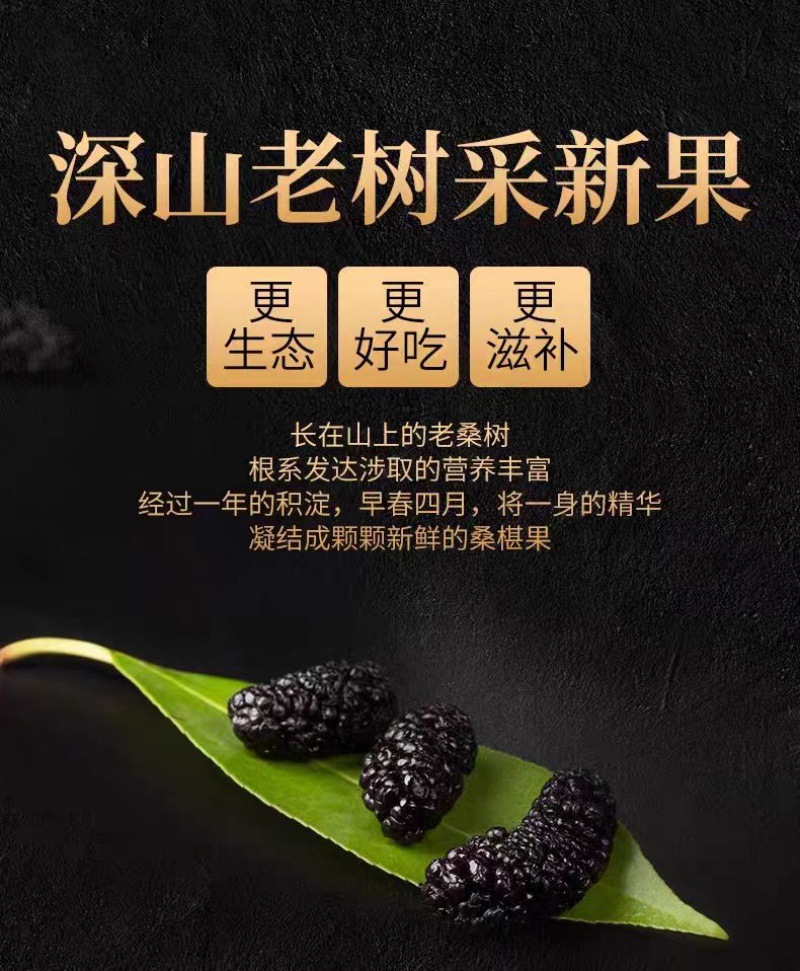 Mulberry Fruit Dried (Morus alba) — Xinjiang Sang Shen, No-Wash Ready-to-Eat Herbal Tea overview