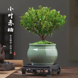 Evergreen All Year Round, Easy to Feed Small-Leaf Red Nan Bonsai Plant Indoor Air Purification Formaldehyde Absorbing Desktop Green Plant Potted Plant