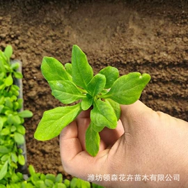 宿根花卉;一二年生花卉;灌木