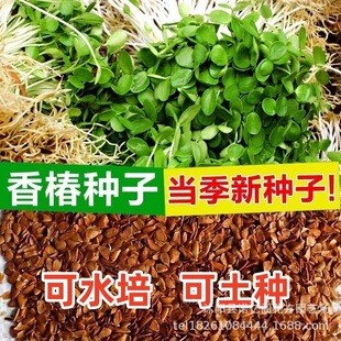 ���ڼt���㴻�N�Ӄ��Ѵ�ѿ����ѿ����㴻��N�Ӵ���Nֲ�㴼����