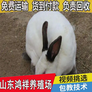 ��Ұ���깩�������������l�����N�û�����c�����ӷ�ֳ�ʸߺ���B