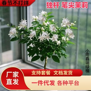 һ�����l�P�����򻨪��Ɇΰ���������ذ껢�^�����҃��̨�͏dֲ