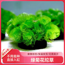 绿菊坨草造景增氧净化水质鱼缸易养孔雀鱼好养易活观赏底座水草