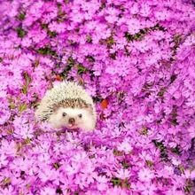 ֥�ѻ���֥�ѻ��N�Ӹ��������NͥԺ�҃��������̨Ҋ���ͻ�N