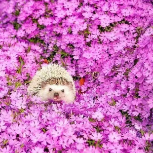 ֥�ѻ���֥�ѻ��N�Ӹ��������NͥԺ�҃��������̨Ҋ���ͻ�N