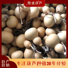 加工定做形状各异手捻葫芦 带龙头品相好素葫芦 带藤把玩文玩葫芦