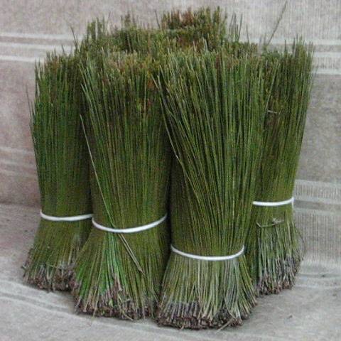 ������ �ɿ�ֲ����Ҷ   �ɰ��� ��ɼ�� ��ӭ����