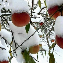晚熟桃树品种 傲雪冬桃嫁接桃树苗 桃子苗南方北方种植当年结果