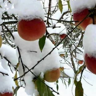 Late-Maturing Peach Tree Varieties, Aoxue Winter Peach Grafted Peach Saplings, Peach Seedlings Planted in the South and North Will Bear Fruit in the Same Year