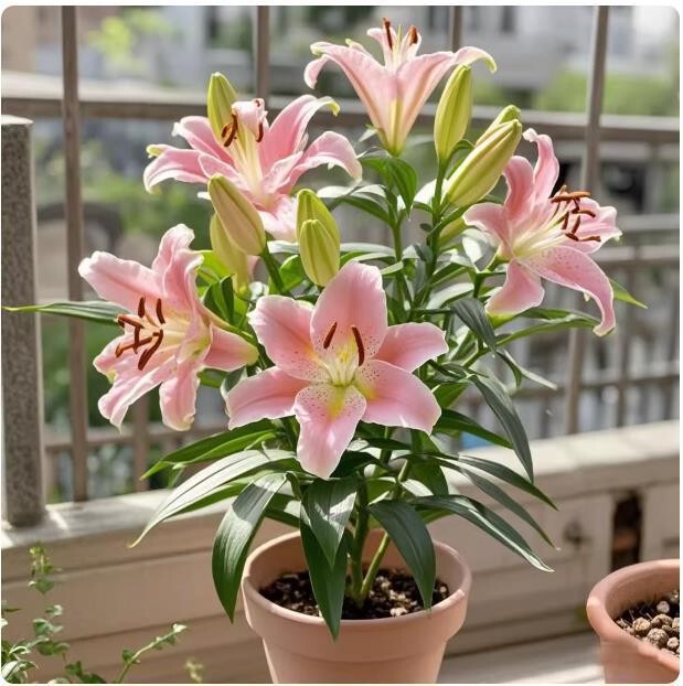 Imported Perfume Lily Bulbs Bloom in All Seasons, Suitable for Indoor and Outdoor Balconies, Are Hardy, Easy to Care For, and Produce Multiple Blooms Imported Perfume Lily Bulbs Bloom in All Seasons, Suitable for Indoor and Outdoor Balconies, Are Hardy, Easy to Care For, and Produce Multiple Blooms
