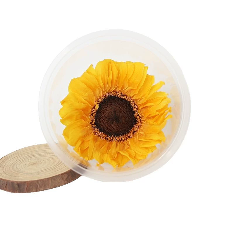 Sunflower eternal flower sun flower eternal rose gift box glass cover ornament flower material preserved flower immortal flower material