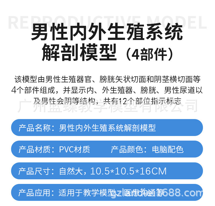 生殖解剖-详情页_05