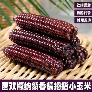 ���p��{���r��Ŵ��Ĵָ���װ�����Ŵ��մּZ��ʳ��ͽ���Ŵ����