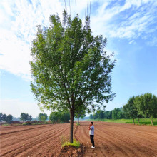 Ϟ~ϞСͥԺеGL䌦ӰϞͺ