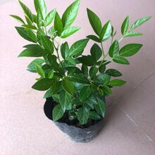 Ĩ�����ɲ��糱���ɲ����~�������ԾGֲ�t��Ĩ�ݼҾӻ�޼��黨��