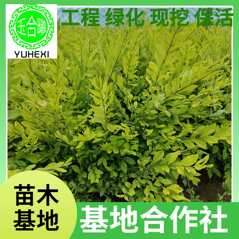 Водяной воск с золотыми листьями, водяной воск северо-востока, рассада питомников, маленькие рассады, лигуструм с золотыми листьями, шарики водяного воска, живые изгороди