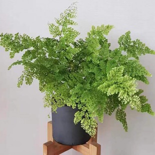 Adiantum Potted Plant Internet Celebrity Desktop Plant Bird's Nest Fern Indoor Easy-To-Grow Green Plant Office Decoration Plant Happy