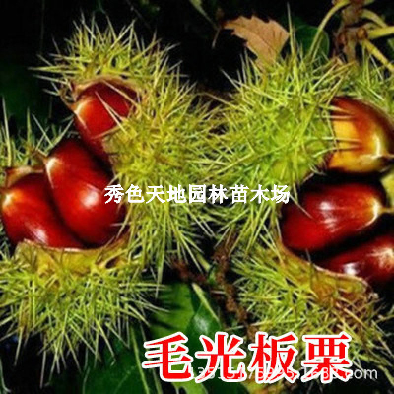 板栗树苗毛光板栗大红袍板栗苗南北方种植盆栽地栽当年结果果树苗
