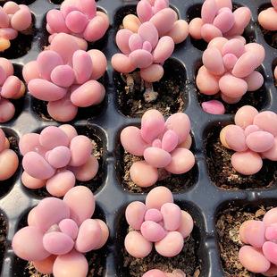 ���~�ҵ��ǹ��ҵ� ������ ���ӵ���֮�Ѷ���ֲ�� �����ҵ��k����