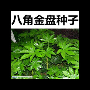 Supply of Octagonal Gold Plate Seeds, New Seeds in the Current Year, Good Germination Rate, Quality Assurance