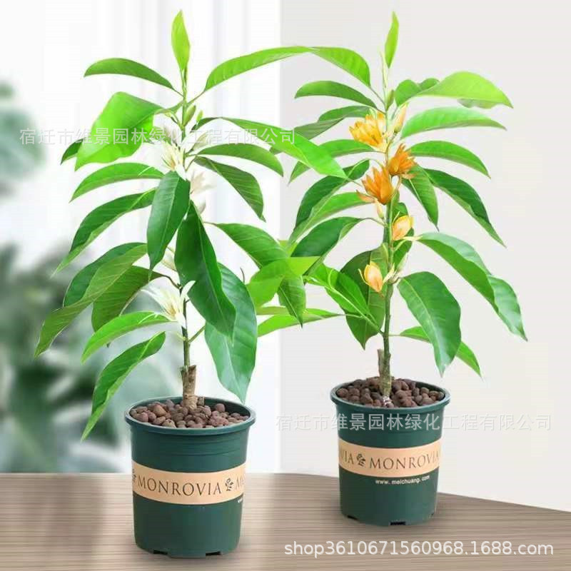 白兰花盆栽花卉植物室内玉兰树苗带花苞四季开花浓香黄玉兰角兰