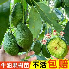 【源头基地】嫁接哈斯牛油果树苗培根墨西哥博恩奶油果鳄梨苗南方