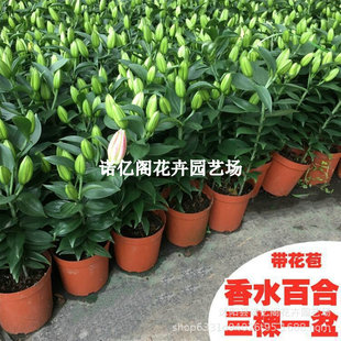 ��ˮ�ٺ����Ի��玧���������r����ֲ�����廨ˮ���ļ��̨�^�p