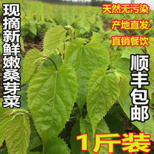 【现摘现发】食用新鲜桑叶芽菜嫩桑叶上汤桑芽菜可做桑叶茶 500克
