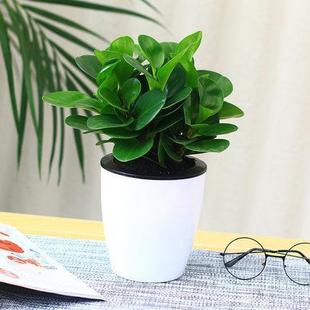 ���������҃ȾGֲ�辰����G���^�͏d����С�Gֲ�ļ����������՚�