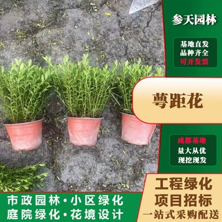 四川重庆贵州萼距花30高度萼距花40高度萼距花50高度萼距花25高度