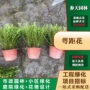 贵州四川高度萼距花