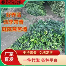 ļGֲͥԺGhʇ̾GС~ŮؑS