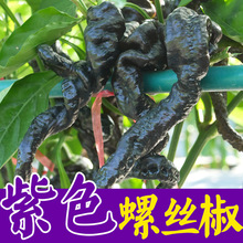 紫螺丝椒辣椒苗高产香辣特大辣椒种籽螺丝椒薄皮南方盆栽蔬菜苗