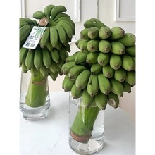 禁止蕉绿焦虑一整串小米带杆水培芭蕉花办公室焦虑香蕉绿植