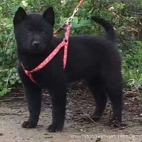 Purebred Five-Red Dog, Guangxi Native Hunting Dog, Five-Black Dog, Tiger Head, Tiger Spots, Red Native Dog, Guard Dog for Home and Garden, Chinese Farm Dog
