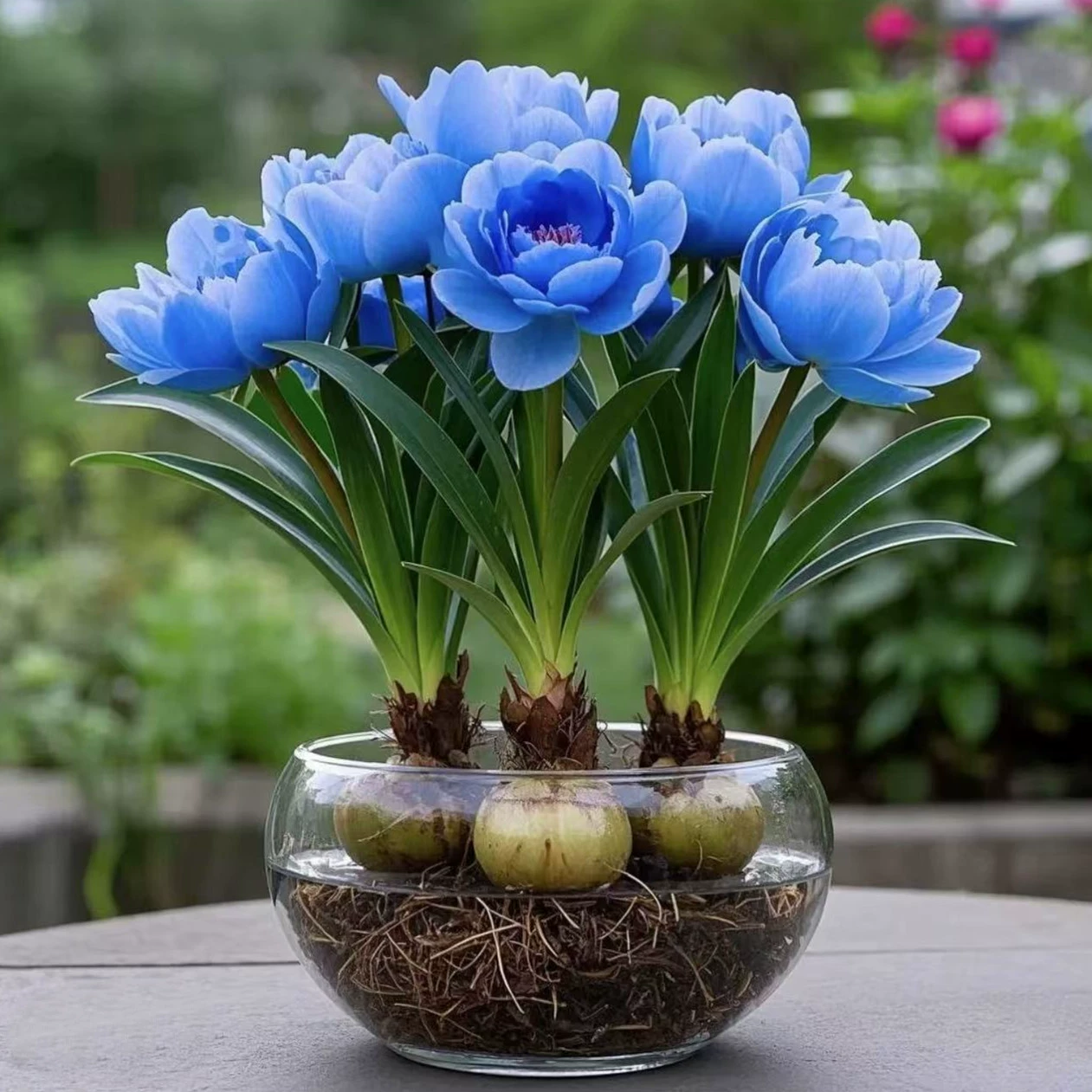 [Тип сильного аромата] Гидропонные орхидеи в горшках легко выращивать в помещении и на улице, их можно сажать в любое время года. Холодостойкие цветы и цветы для культивирования горячей воды.