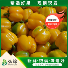 供应黄彩椒当季新鲜彩椒亦果亦蔬现摘产地发货微甜不辣水果彩椒