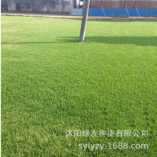 草坪种子多年生矮生四季常青庭院公园绿化耐寒耐旱耐高温免修剪