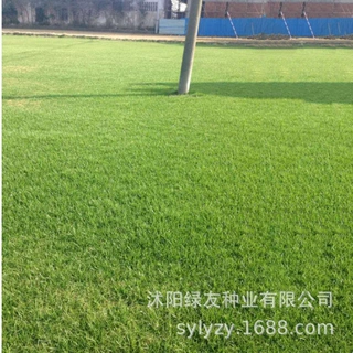 草坪种子多年生矮生四季常青庭院公园绿化耐寒耐旱耐高温免修剪