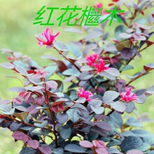 һ�����l�t���^ľ��ͥԺ�G��ֲ���ļ��������ľ�^�p�G�h���̼t��