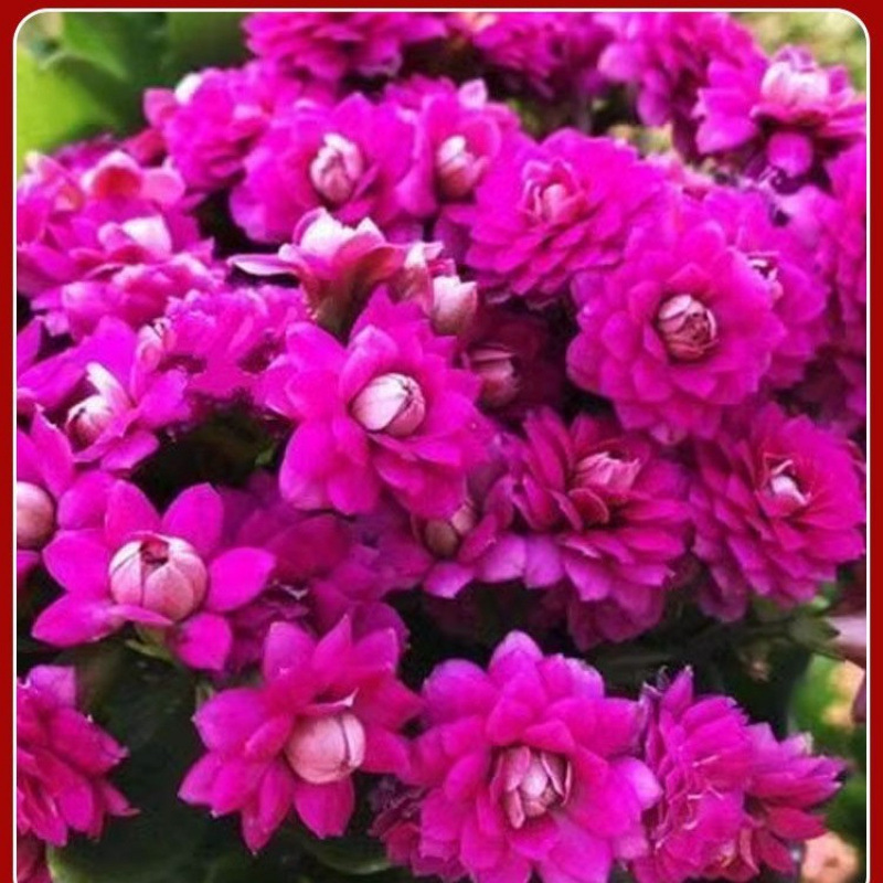 Flores de larga vida en maceta de doble pétalo, zorro dorado, gran flor con brotes de flores y plántulas, flores de interior en todas las estaciones, fáciles de cultivar.