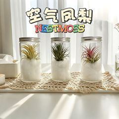 空气凤梨无土鲜活植物活动礼品办公桌面摆件创意绿植盆栽装饰品