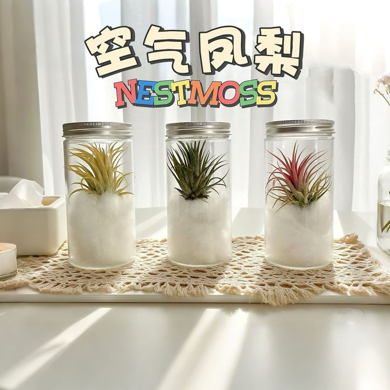空气凤梨无土鲜活植物活动礼品办公桌面摆件创意绿植盆栽装饰品|undefined